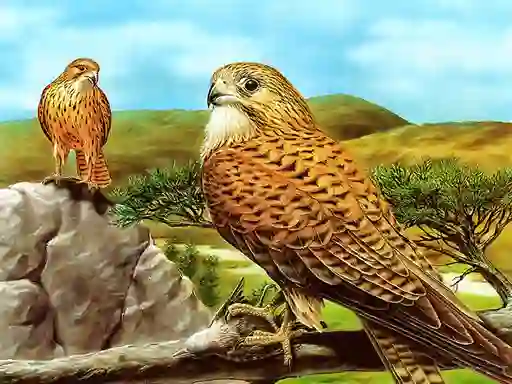 Permainan Birds of Prey Slide talian