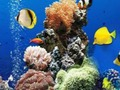 Permainan Perbezaan Laut Bawah Laut  talian
