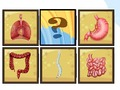 Permainan Pengimbas organ manusia  talian