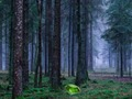 Permainan Matahari terbenam mistik di dalam hutan  talian