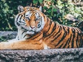 Permainan Jagi Puzzle  talian