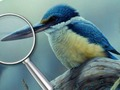 Permainan Burung 5 perbezaan  talian