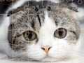 Permainan Masa Teka-teki Kucing talian
