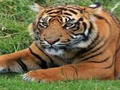Permainan TRIVIA ZOO talian