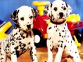 Permainan Teka Pasangan Anak Anjing talian