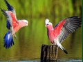 Permainan Teka Burung talian