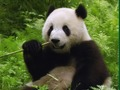 Permainan Puzzler Panda talian