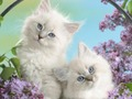 Permainan Kucing Lucu talian