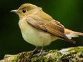 Permainan Burung yang Menyayangi talian