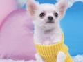 Permainan Teka-Teki Anak Anjing Comel talian