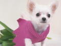 Permainan Teka-teki Anak Anjing Comel talian