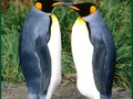 Permainan Teka-teki Penguin talian