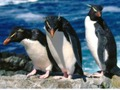 Permainan Penguin meluncur talian