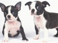 Permainan Sanjung Anak Anjing talian