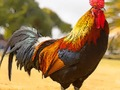 Permainan Teka Burung Tempatan talian
