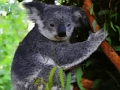 Permainan Bayi Koala Bear yang comel  talian