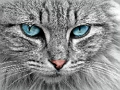 Permainan Jigsaw Cat Eye  talian