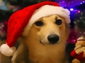 Permainan Anjing Krismas yang Lucu  talian