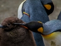 Permainan Jigsaw Maharaja Penguin  talian