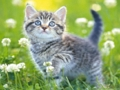 Permainan Teka-teki Anak Kucing  talian