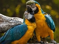 Permainan Jigsaw Parrot  talian