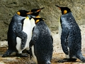 Permainan Jigsaw Raja Penguin  talian
