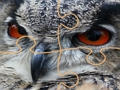 Permainan Jigsaw burung hantu liar  talian