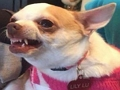 Permainan Apa anjing meme anda?  talian
