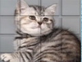 Permainan Kucing PicPu  talian