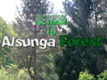 Permainan Kembali Ke Hutan Alsunga  talian