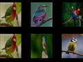 Permainan Menghafal burung  talian
