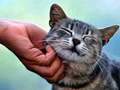 Permainan Kucing menggelitik  talian