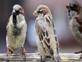 Permainan Jigsaw Keluarga Sparrow  talian