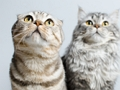 Permainan Teka-teki Jigsaw Kucing Comel  talian