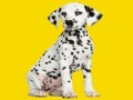 Permainan Teka -teki pups pups jigsaw talian