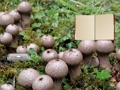Permainan Melarikan diri dari Tanah Cendawan Lycoperdon  talian