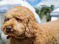 Permainan Teka-teki Labradoodle  talian