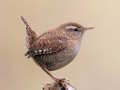 Permainan Birdlingo talian