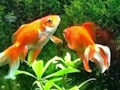 Permainan Melarikan diri Ikan Biru  talian