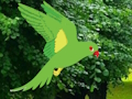 Permainan Parrot Cari Sarang  talian