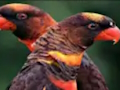 Permainan Jigsaw Parrot Oren  talian