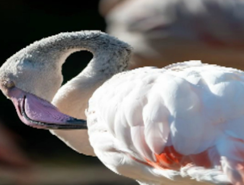 Permainan Jigsaw Burung Flamingo  talian